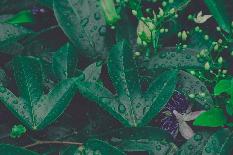 植物雨滴露水和雨水